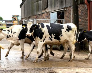 Dairy cows in farmyard